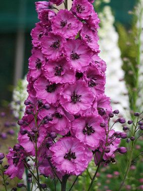 Delphinium Flower Seeds Pink – Heirloom Non-GMO High Germination Seeds