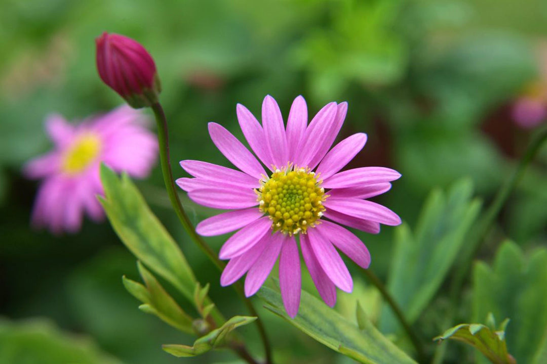 Pink Brachyscome Flower Seeds Heirloom Non-GMO High Germination Organic Garden Seeds for Planting