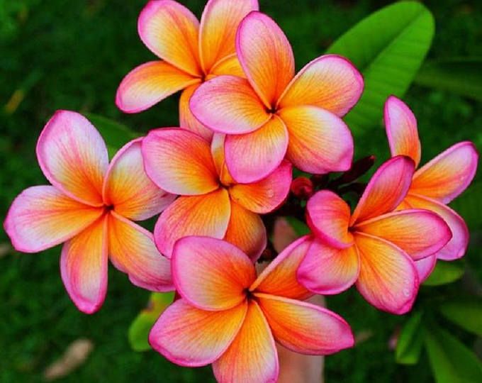Orange Pink Plumeria Flower Seeds – Heirloom, Non-GMO, High Germination Seeds