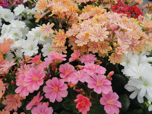 Lewisia Flower Seeds Mixed – Heirloom, Non-GMO, High Germination Seeds