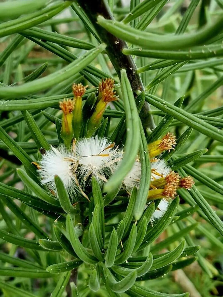 Kleinia Flower Seeds White – Heirloom, Non-GMO, High Germination Seeds for Planting