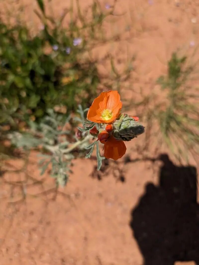 Orange Sphaeralcea Flower Seeds – Heirloom, Non-GMO, High Germination Seeds