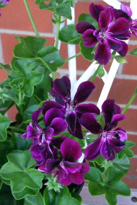 Semillas de geranio de color morado oscuro para plantar – Semillas cimarrón no transgénicas de alta germinación