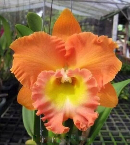 Orange Cattleya Flower Seeds – Heirloom, Non-GMO, High Germination, Organic Seeds