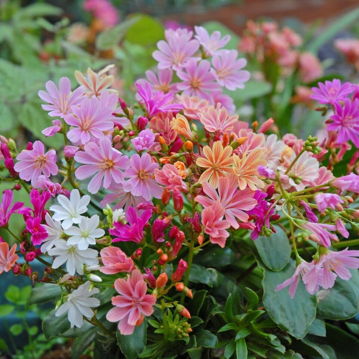 Mixed Lewisia Cotyledon Flower Seeds – Heirloom, Non-GMO, High Germination Seeds