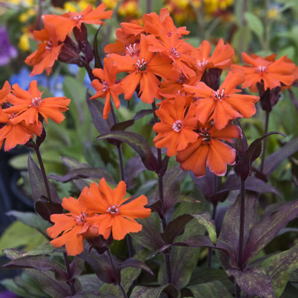 Orange Lychnis Flower Seeds – Heirloom, Non-GMO, High Germination Seeds