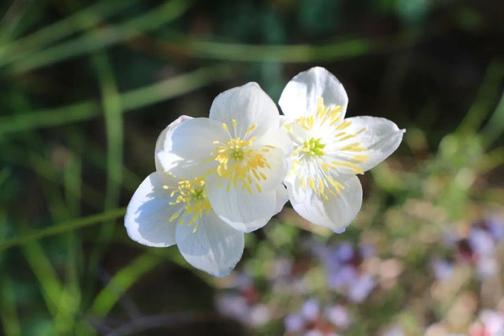 White Thalictrum Tuberosum Flower Seeds Heirloom Non-GMO High Germination Organic Garden Seeds for Planting
