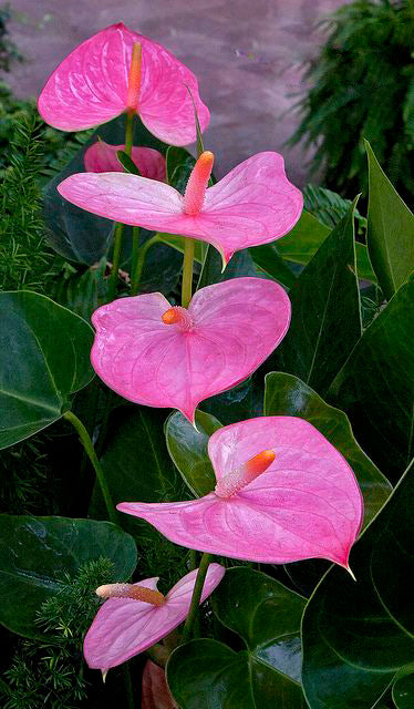 Semillas de Flor de Anturio Gigante Rosa – Variedad de Polinización Abierta, No Modificadas Genéticamente, Semillas de Alta Germinación