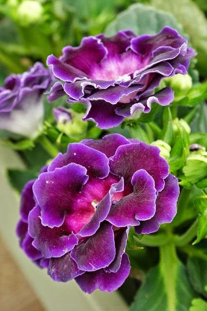 Purple Gloxinia Flower Seeds Heirloom Non-GMO High Germination Organic Garden Seeds for Planting