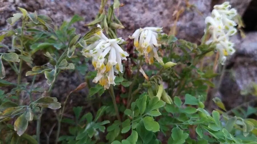 Corydalis Flower Seeds White for Planting – Heirloom Non-GMO High Germination Seeds
