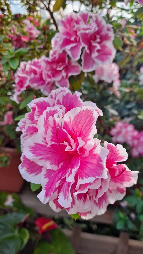 White Pink Azalea Flower Seeds for Planting – Heirloom Non-GMO High Germination Organic Seeds