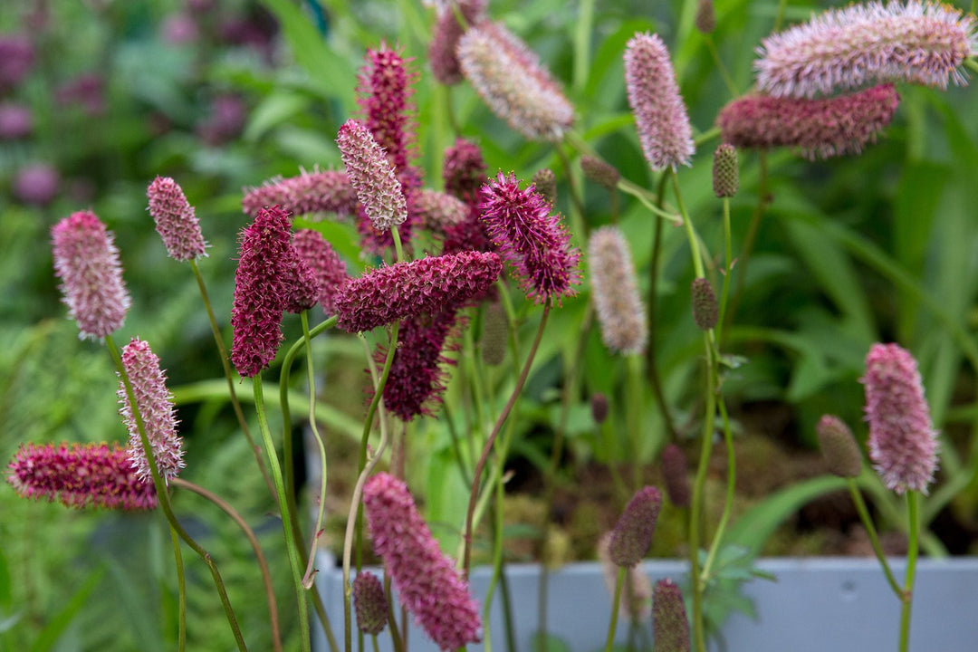 Red Sanguisorba herb seeds