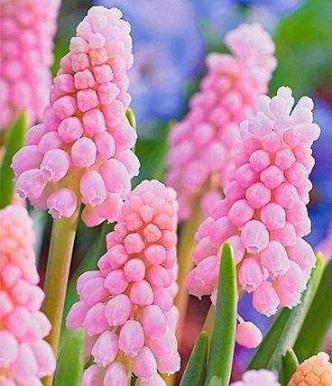 Armeniacum Flower Seeds Pink for Planting – Heirloom Non-GMO High Germination Organic Seeds