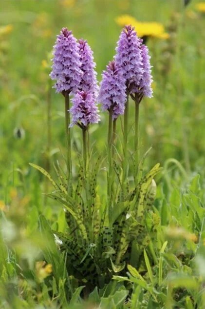 Dactylorhiza Purple Flower Seeds for Planting Heirloom Non-GMO High Germination Organic Garden Seeds