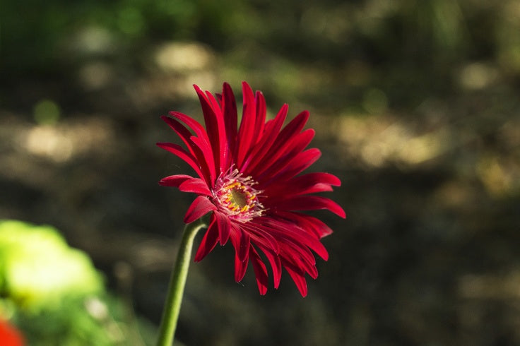 Red Aster Flower Seeds for Planting – Heirloom, Non-GMO, High Germination Seeds