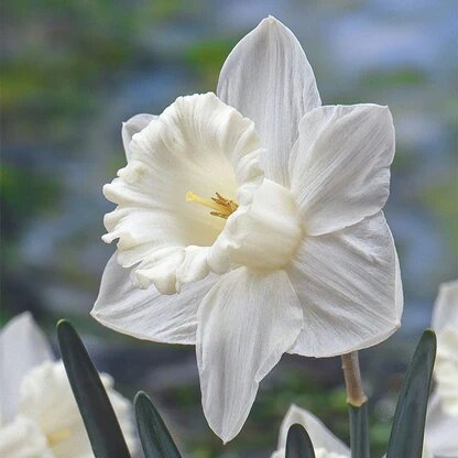 Daffodils Flower Seeds White – Heirloom Non-GMO High Germination Seeds