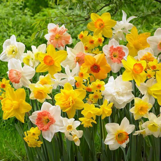 Daffodil Flower Seeds Mixed for Planting – Heirloom Non-GMO High Germination Seeds