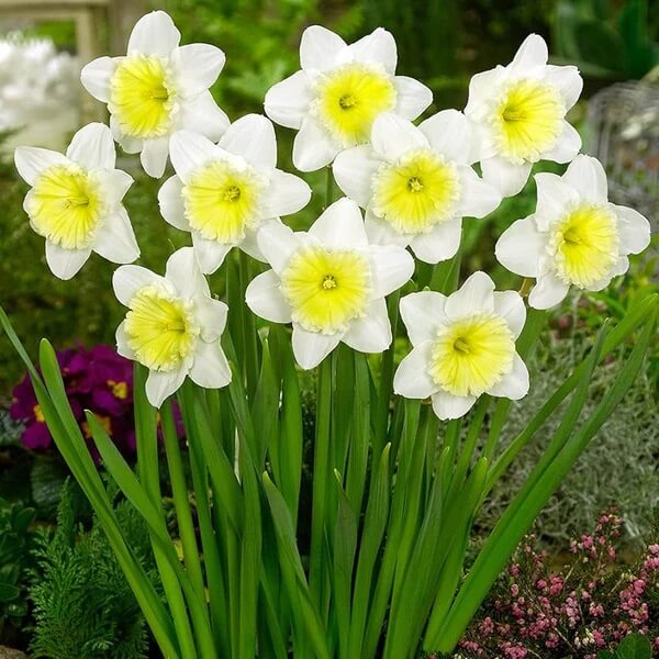 White Yellow Daffodil Flower Seeds – Heirloom Non-GMO High Germination