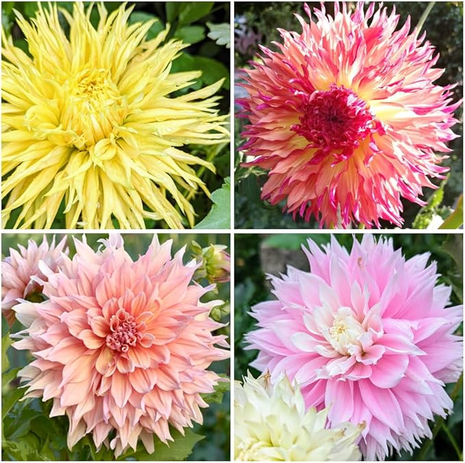 dahlia dahlia flower seeds