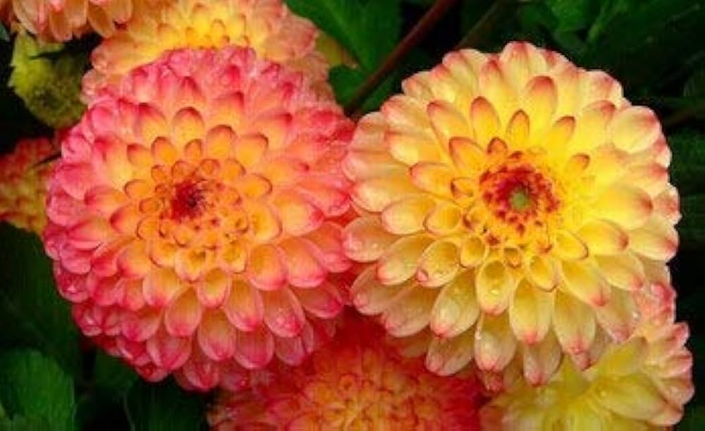 white red flower seeds
