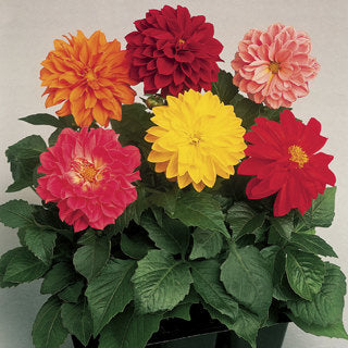 dahlia fresco flower seeds