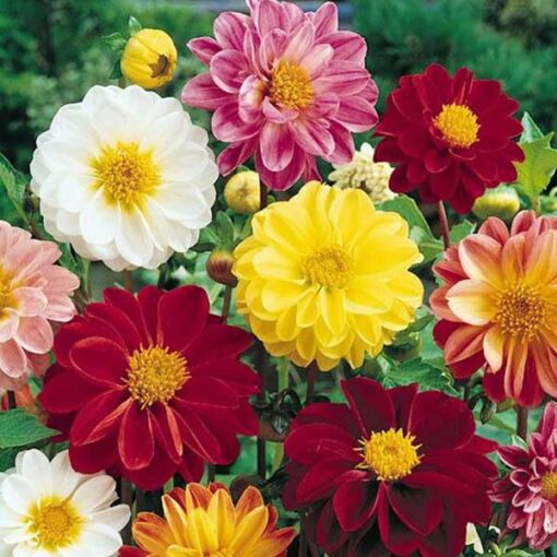 dahlia garden flower seeds