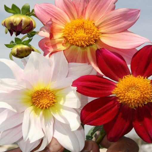 dahlia top flower seeds