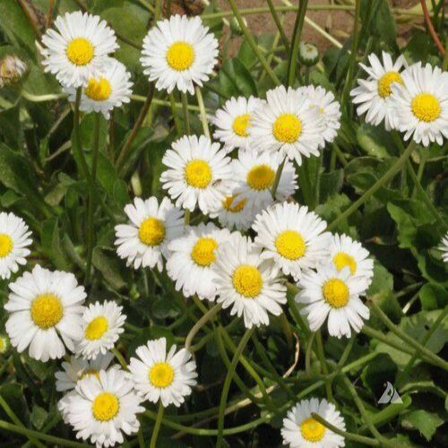 Daisy Flower Seeds White – Heirloom, Non-GMO, High Germination Organic Garden Seeds