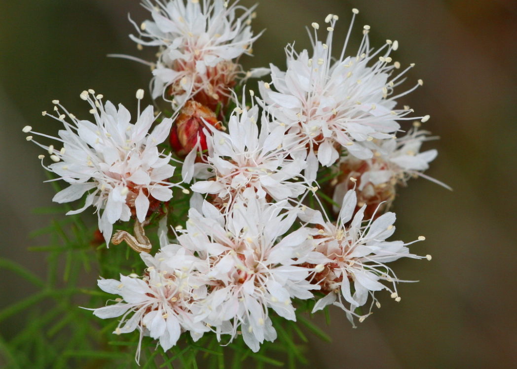 Dalea pinnata Flower Seeds – Heirloom, Non-GMO, High Germination Seeds for Planting