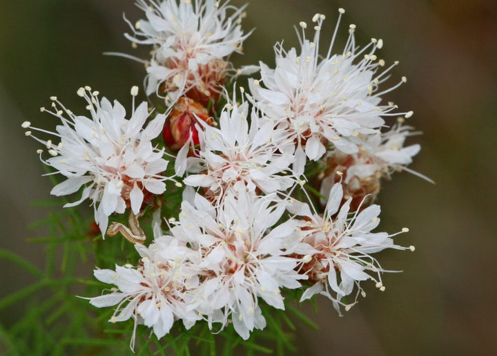 Dalea pinnata Flower Seeds – Heirloom, Non-GMO, High Germination Seeds for Planting