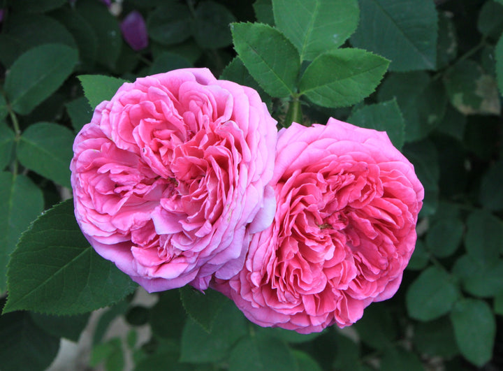 Pink Rose Damask Flower Seeds Heirloom Non-GMO High Germination Organic Garden Seeds for Planting