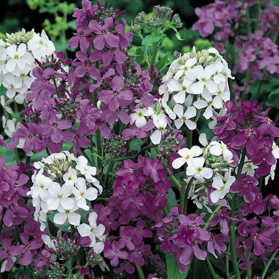 Mixed Color Hesperis Matronalis Flower Seeds – Heirloom, Non-GMO Seeds