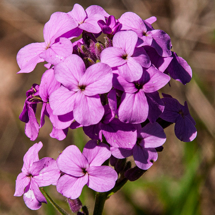Semillas de Hesperis Matronalis Rosa – De herencia, sin OMG, semillas de alta germinación