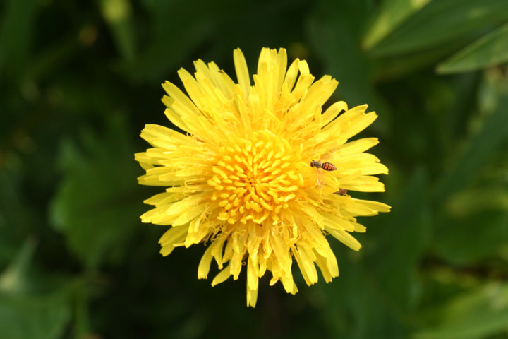 Dandelion Flower Seeds Yellow – Heirloom, Non-GMO, High Germination Organic Seeds