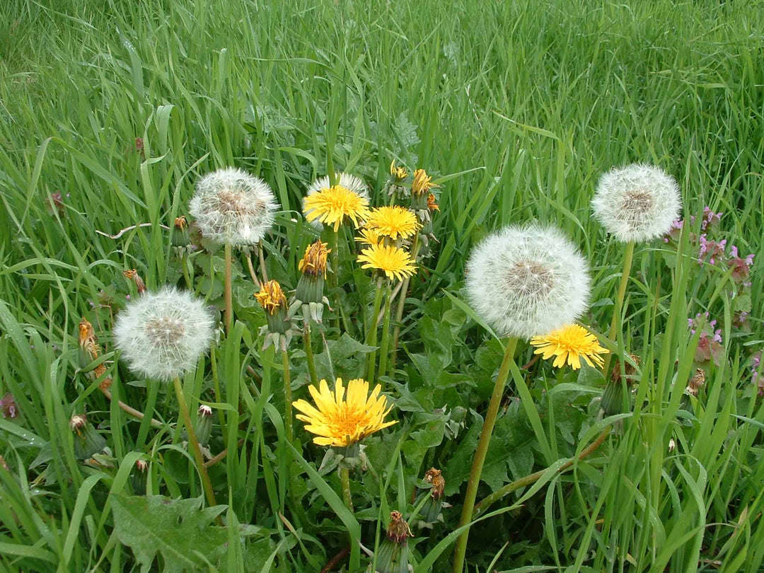 Dandelion Taraxacum Flower Seeds – Heirloom Non-GMO Organic Garden Seeds for Planting
