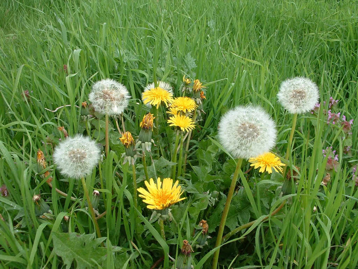 Dandelion Taraxacum Flower Seeds – Heirloom Non-GMO Organic Garden Seeds for Planting
