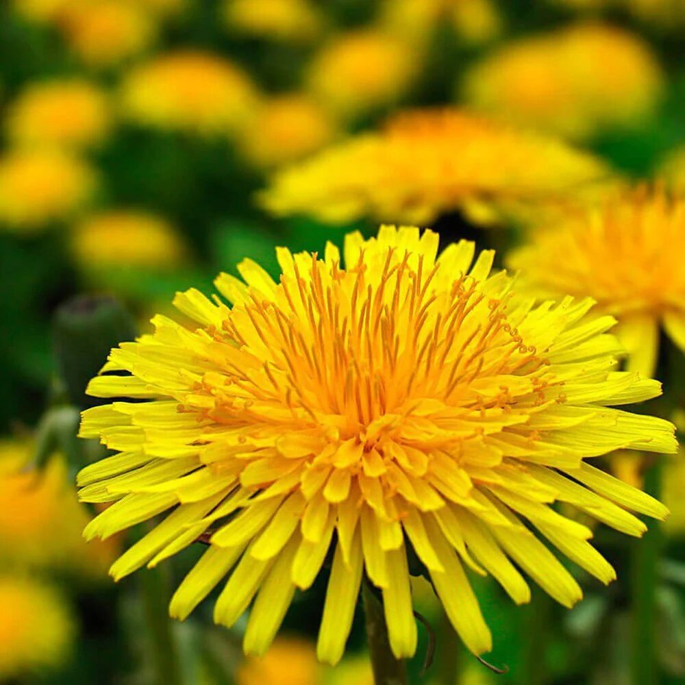 Perennial Dandelion Flower Seeds Yellow – Heirloom, Non-GMO, High Germination Organic Garden Seeds for Planting