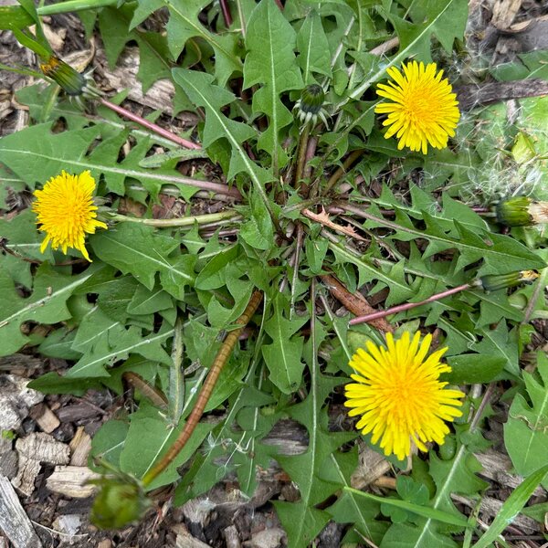 Dandelion Flower Seeds Yellow – Heirloom, Non-GMO, High Germination Organic Seeds