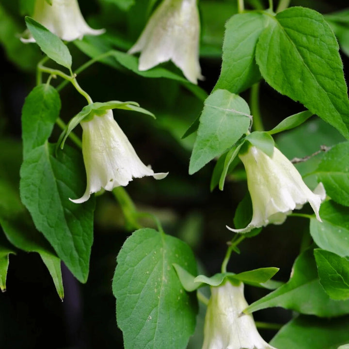Grüne Codonopsis Pilosula Blumensamen – Alte Sorte, gentechnikfrei, hohe Keimfähigkeit