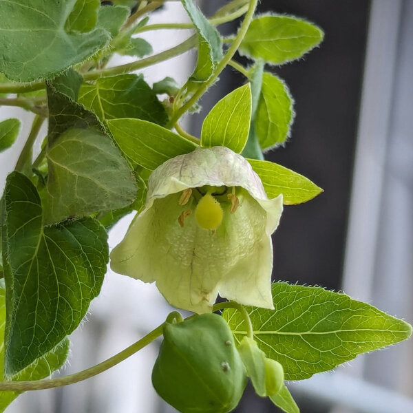 Codonopsis Pilosula Flower Seeds for Planting – Heirloom Non-GMO High Germination