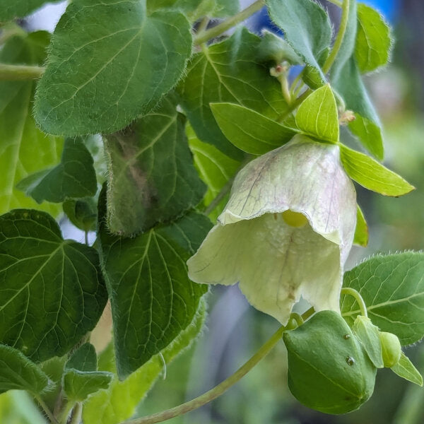 Grüne Codonopsis Pilosula Blumensamen – Alte Sorte, gentechnikfrei, hohe Keimfähigkeit