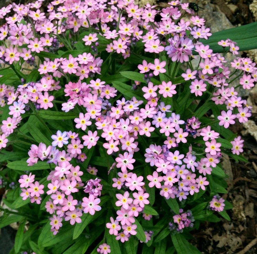 orange danvers flower seeds