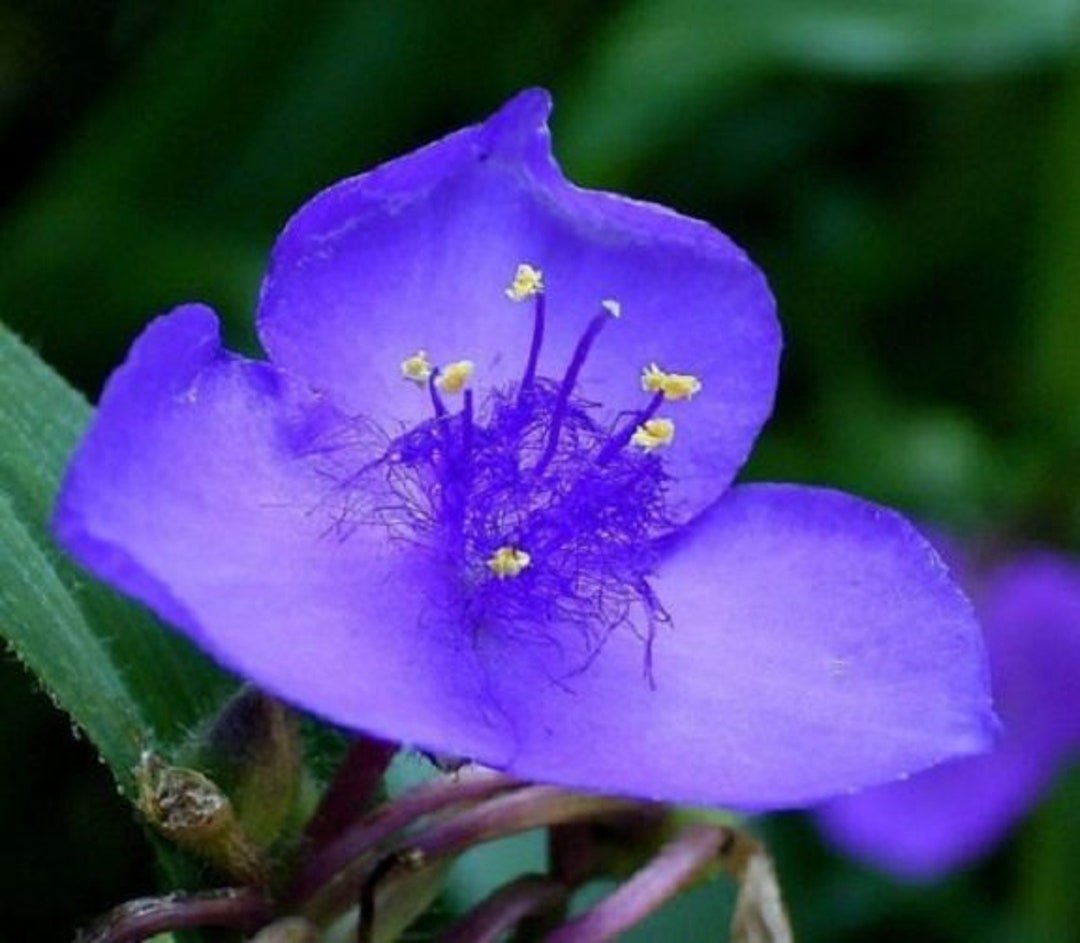 blue blue flower seeds