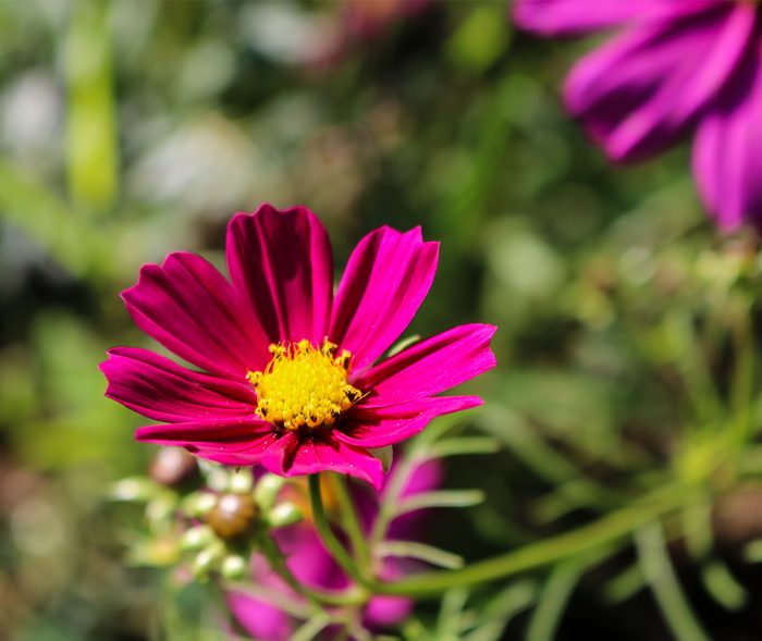 Dark Pink Cosmos Flower Seeds for Planting – Heirloom Non-GMO High Germination Seeds