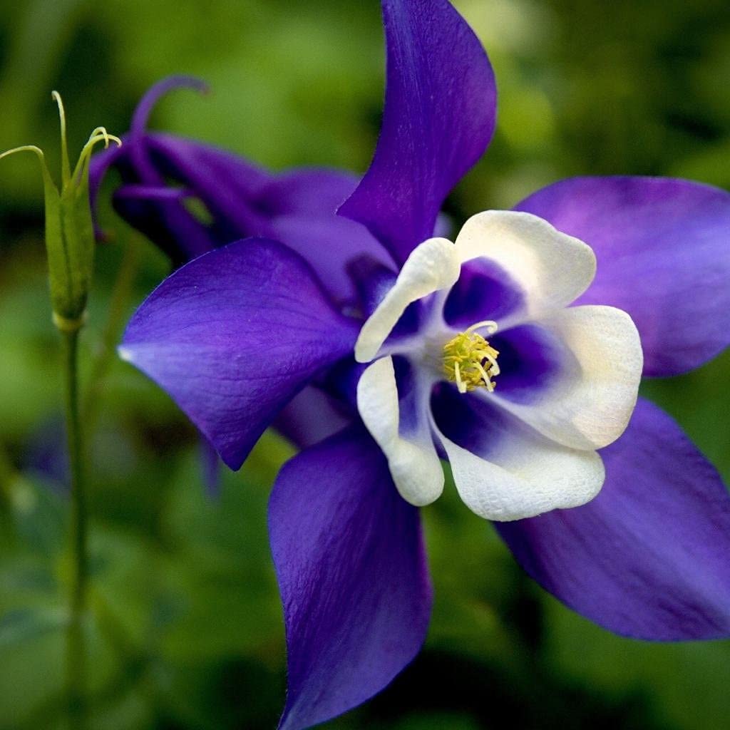 purple dark flower seeds