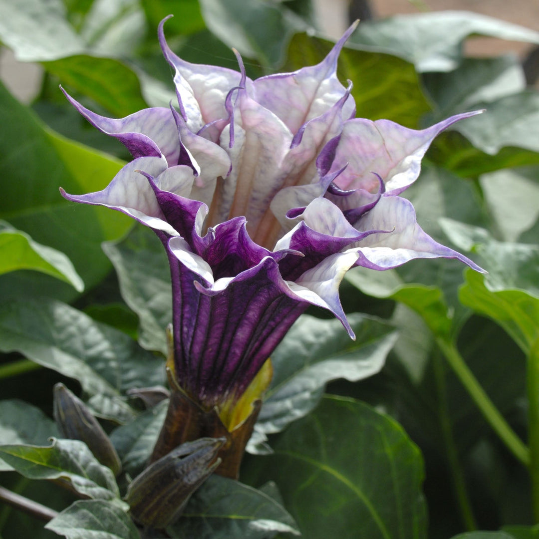 purple double flower seeds