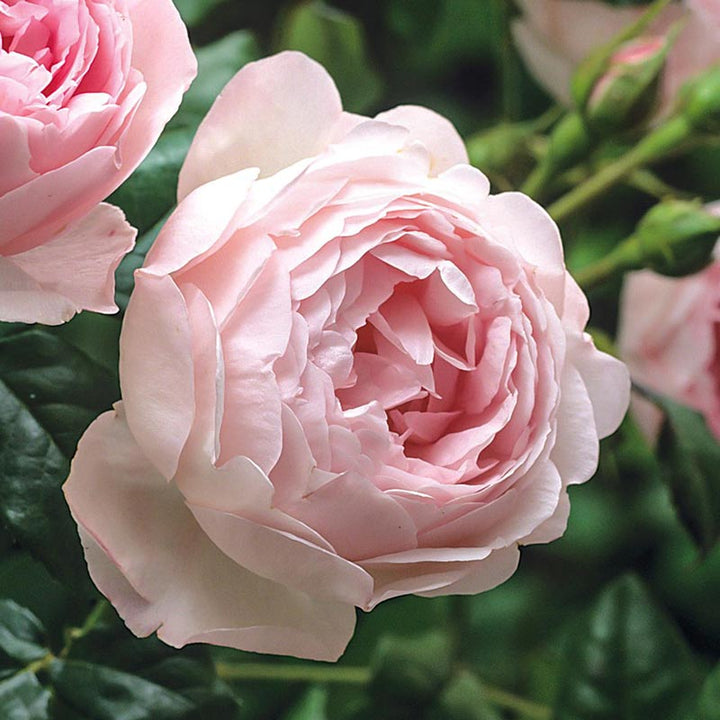 Austin Rose Flower Seeds Pale Pink Seeds for Planting Heirloom Non-GMO High Germination Organic Garden Seeds