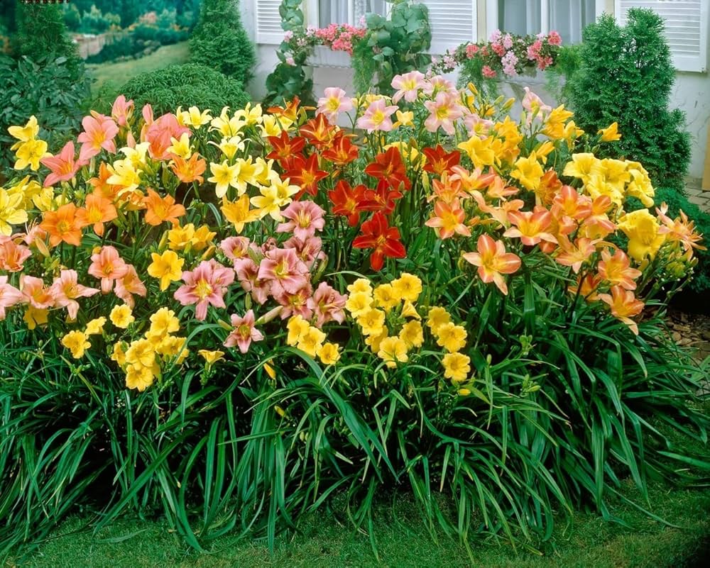 daylily flower flower seeds