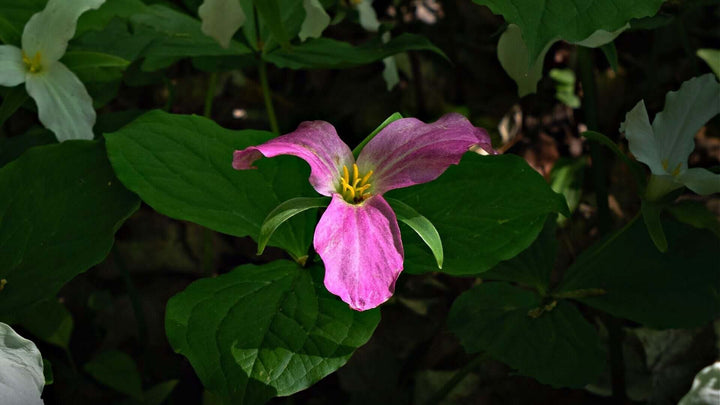 Semillas de flores de trillium rosa claro – Herencia, sin OGM, semillas de alta germinación