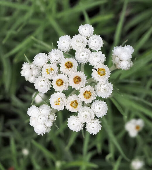 Anaphalis Flower Seeds White for Planting – Heirloom Non-GMO High Germination Organic Seeds